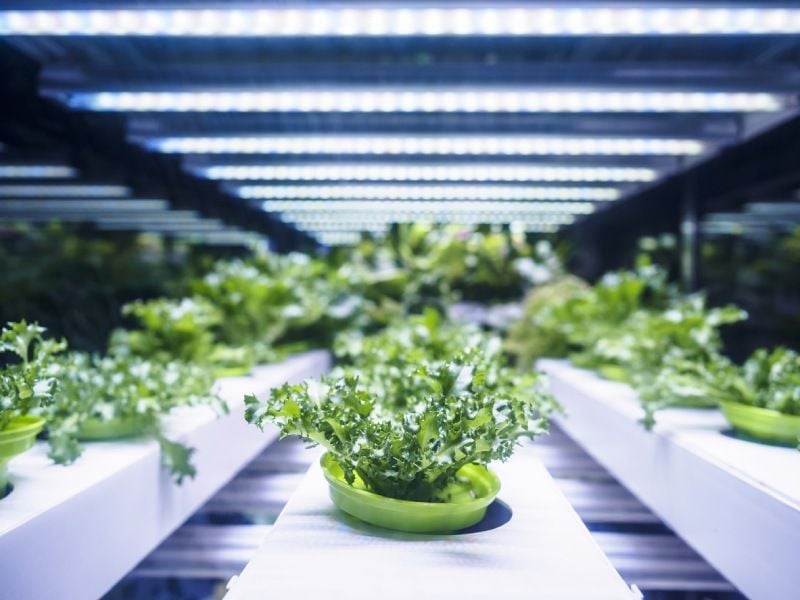 Everything You Need to Know About Soilless Growing Everything You Need to Know About Soilless Growing